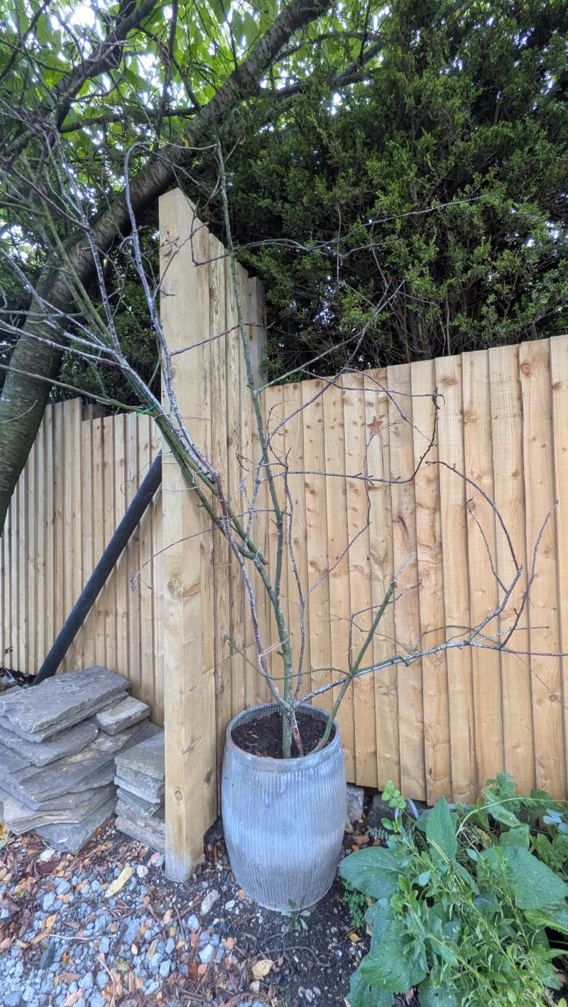 How to build a seasonal arch from twigs round a gate - Autumn or Christmas