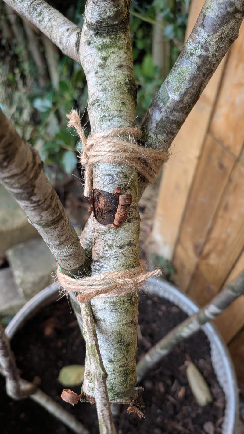 How to build a seasonal arch from twigs round a gate - Autumn or Christmas